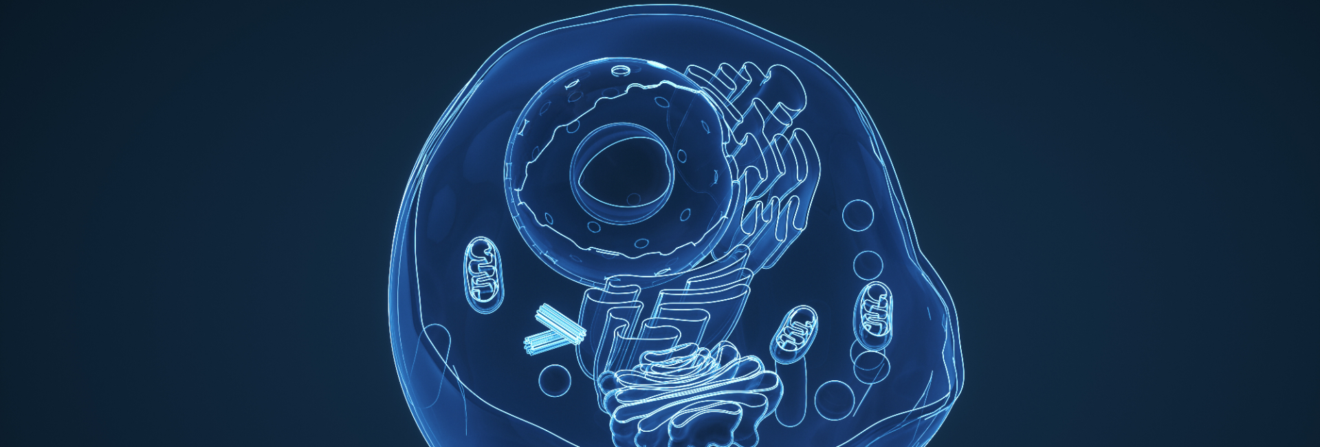 圣域